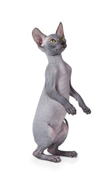 Thoroughbred Don Sphinx cat