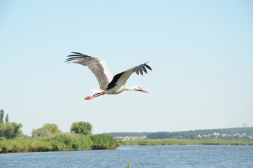 A wing stroke of a white stork in flight near a human settlement by the River Inhul, Ukraine © natagri