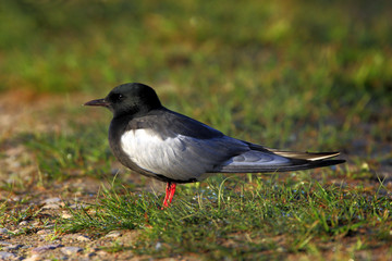 Obraz premium Poland, Biebrzanski National Park – closeup of a White-winged Black Tern bird – latin: Chlidonias leucopterus