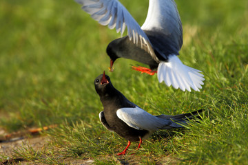 Poland, Biebrzanski National Park – pair of White-winged Black Tern birds – latin: Chlidonias leucopterus
