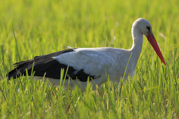 Poland, Biebrzanski National Park – closeup of a White Stork bird in a nest – latin: Ciconia ciconia