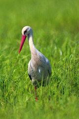 Poland, Biebrzanski National Park – closeup of a White Stork bird in a nest – latin: Ciconia ciconia
