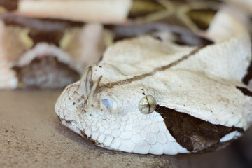 Gaboon Viper