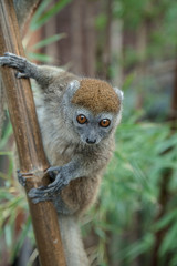 photo of a Sambirano Bamboo Lemur