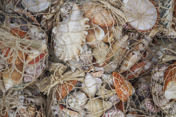 Variety of seashells as a background