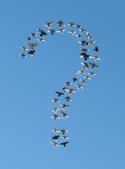 birds flying in question sign