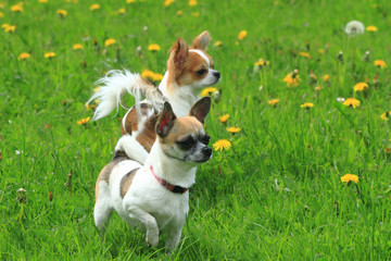 two chihuahua in the green grass