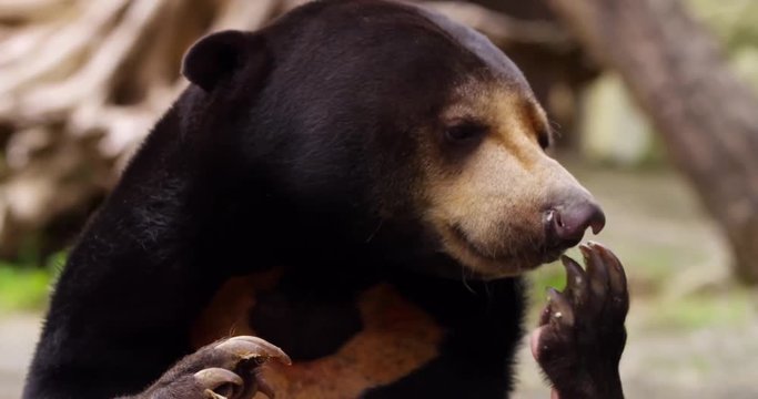 Brown bear looking for food