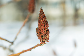 Close-up of a branch of a tree during a sunny winter day. Concept seasons, out. Shallow depth of focus.
