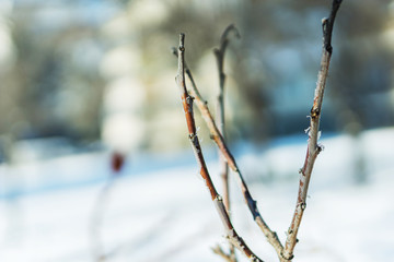 Close-up of a branch of a tree during a sunny winter day. Concept seasons, out. Shallow depth of focus.