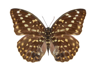 Obraz na płótnie Canvas Brown beautiful butterfly