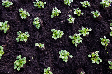 Feldsalat Pflänzchen