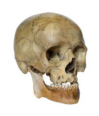 Human skull close up