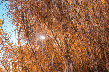 Cane texture with the background sun