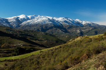 Fototapeta na wymiar Corsican mountains with the snow on the top and cows on the foreground in the green. France, January 2018.