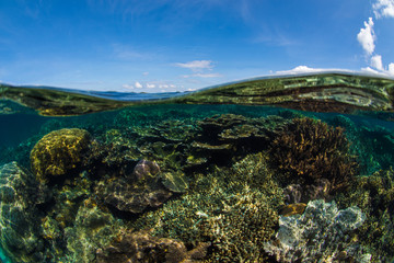 corail, océan , photo sous marine