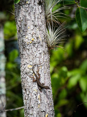 Anole lizard on main trunk of a tree