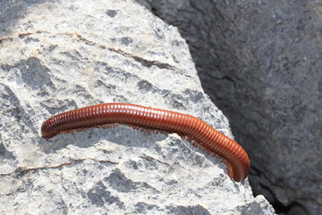 Tausendfüssler in Madagaskar