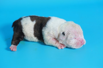 7 days purebred English Bulldog puppy say hello the world on light 
blue screen