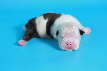 7 days purebred English Bulldog puppy say hello the world on light 
blue screen