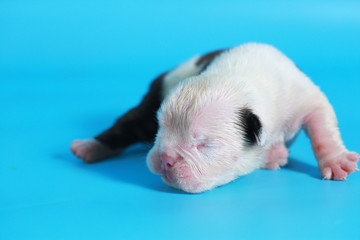 7 days purebred English Bulldog puppy say hello the world on light 
blue screen