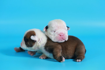 Obraz premium 7 days purebred English Bulldog puppy say hello the world on light blue screen