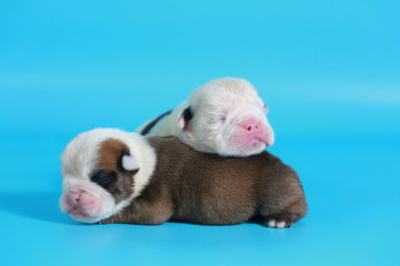 7 days purebred English Bulldog puppy say hello the world on light blue screen