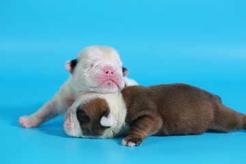 7 days purebred English Bulldog puppy say hello the world on light blue screen