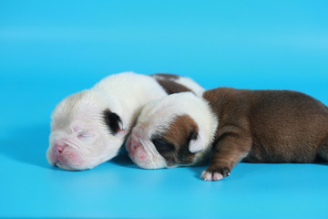 7 days purebred English Bulldog puppy say hello the world on light blue screen