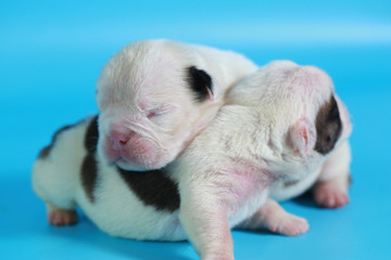 7 days purebred English Bulldog puppy say hello the world on light blue screen