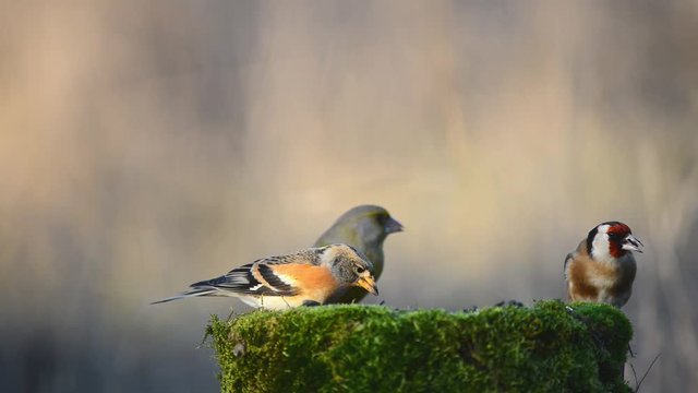 Brambling (Fringilla montifringilla), Goldfinch (Carduelis carduelis) and European Green finch (Carduelis chloris) sitting on the winter bird feeder