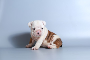 2 month purebred English Bulldog puppy on gray screen