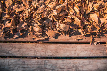 Texture brown leaves on wood. Spring Concept