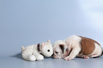 2 month purebred English Bulldog puppy on gray screen