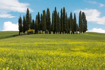 Wildflowers and cypress trees in Tuscany