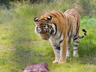 Adult Amur tiger