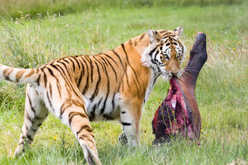 Fototapeta na wymiar Amur tiger with large prey