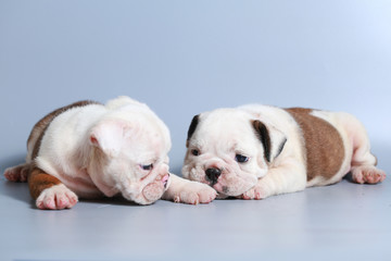 2 month purebred English Bulldog puppy on gray screen