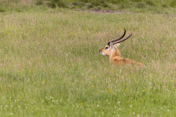 Male Nile Lechwe antelope