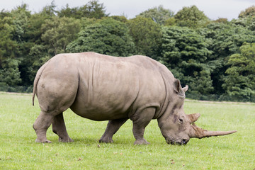 Fototapeta premium African White Rhino