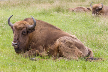 Group of European Bison © Anneke