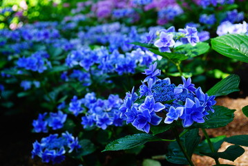 京都三室戸寺の紫陽花