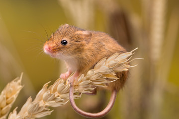 Harvest Mouse on wheat ore