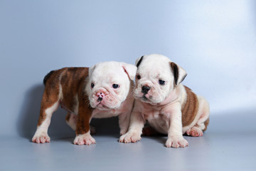 2 month purebred English Bulldog puppy on gray screen