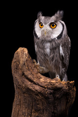 Isolated African White Faced Owl