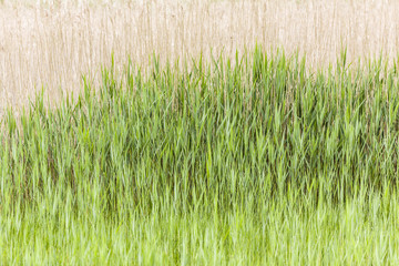 Gräser im Naturschutzgebiet - grasses in the nature reserve