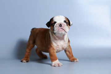 2 month purebred English Bulldog puppy on gray screen