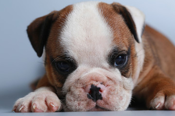 2 month purebred English Bulldog puppy on gray screen
