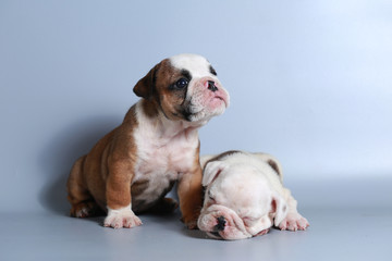 2 month purebred English Bulldog puppy on gray screen
