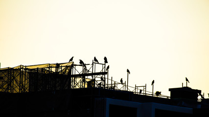 カラスのシルエット